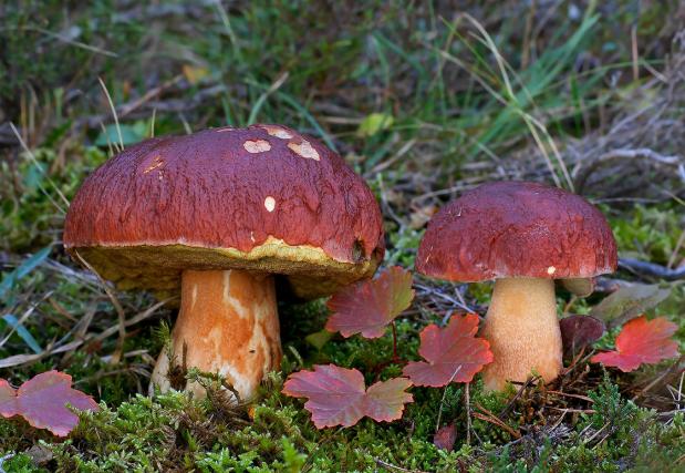 野生褐红盖牛肝菌外形与美味牛肝菌很相似,但美味牛肝菌色浅,另外菌肉