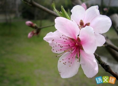 春天开的花有哪些