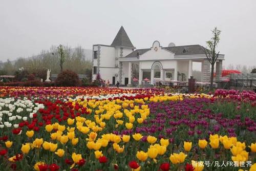 嵖岈山下郁金香园