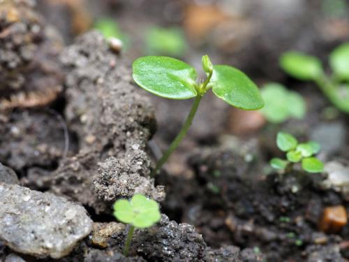 含羞草多久会发芽啊