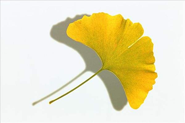 解表药 银杏叶  发布时间:2017-07-24   来源:中华康网      手机查看