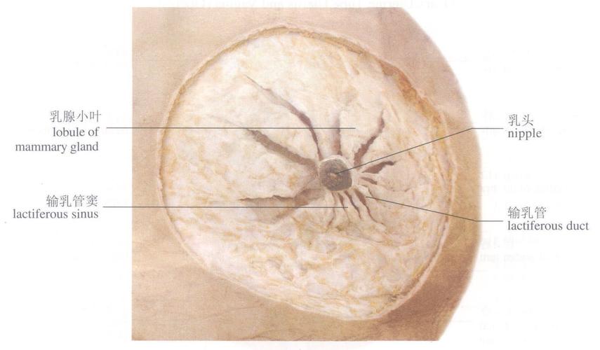 人体系统解剖学实物