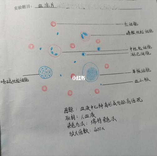 血涂片_铅笔_手绘_文化_绘画