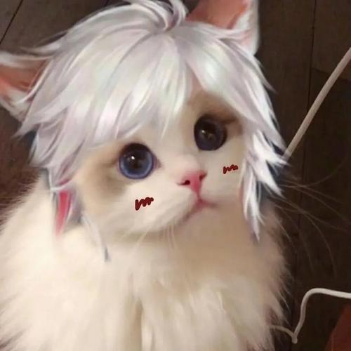 王者荣耀猫咪换头开黑头像