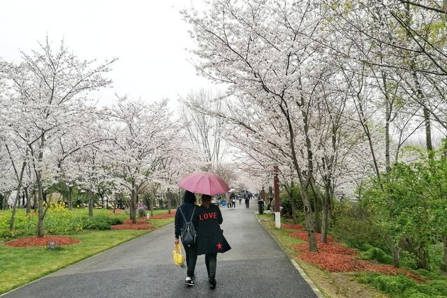 樱花大道