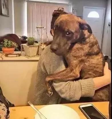 养一只粘人狗狗的体验,网友:痛并快乐着!