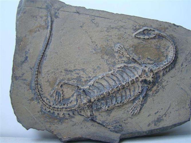 化石可以分为四类:实体化石,遗迹化石,模铸化石,分子化石.