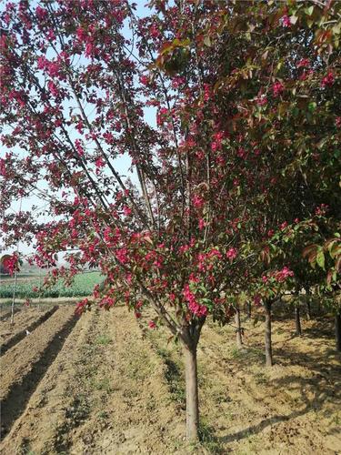 八棱海棠苗绍兴6公分北美海棠苗