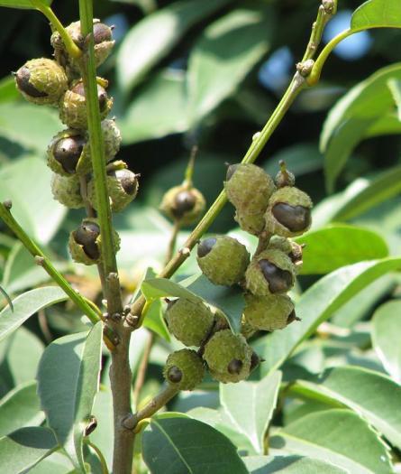 苦槠豆腐来自苦槠树的果实的苦槠子,一个个头挺小的带有深棕黑色硬壳