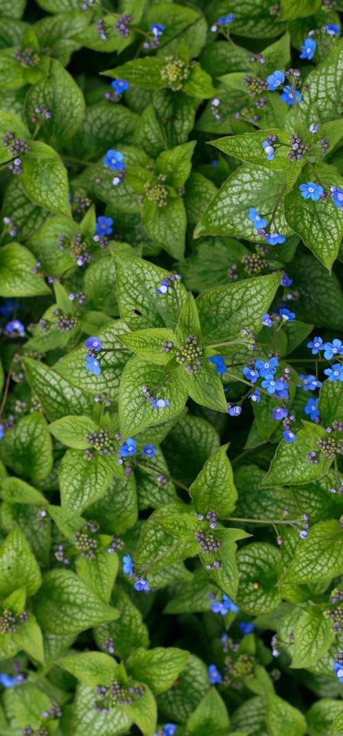 绿色护眼主题壁纸全屏无水印