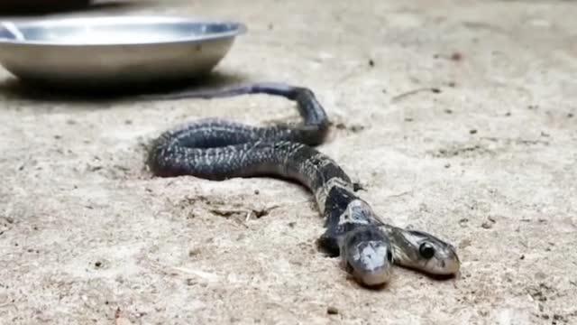 印度发现变异双头眼镜蛇 一口毒液可杀死20人或一头