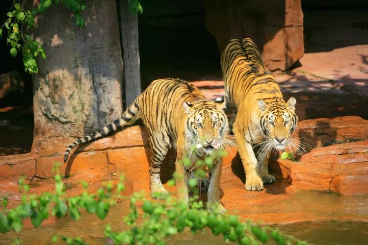 "长鹿"旅游休博园双人套票169=观光票2张 动物园门票2张 180元游乐金