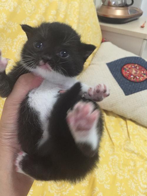 不但黑还有白加黑