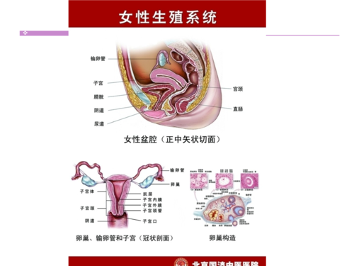 子宫肌瘤2--幻灯片.ppt