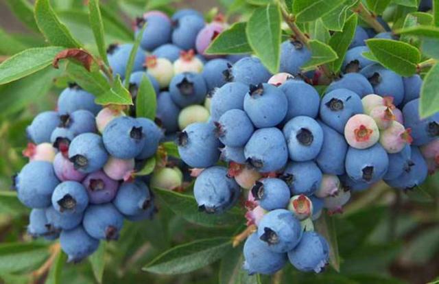营养价值很高的蓝莓在庭院和阳台养都能枝头挂满蓝色小果子