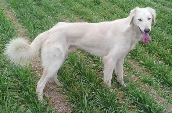 大唐太宗李世民狩猎御犬——山东细犬