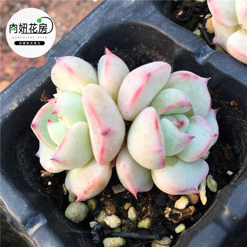 多肉松果红爪正版植物进口花卉盆栽绿植大棚多肉植物