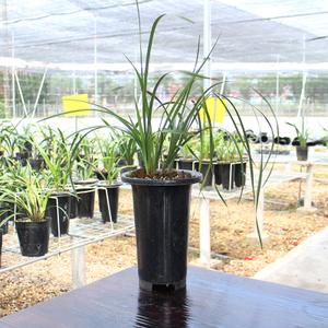 大一品 蕙兰老八种之首 浓香兰花壮苗 好养花卉绿植盆栽 假一赔十