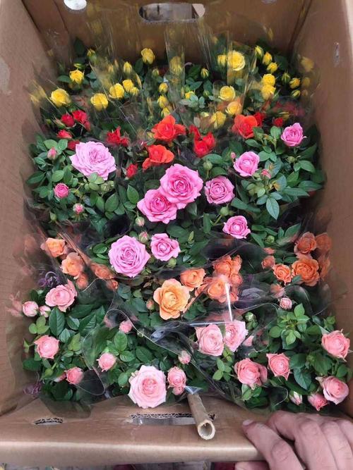 迷你小玫瑰花苗盆栽带花苞四季开花不断好养花卉植物钻石微型月