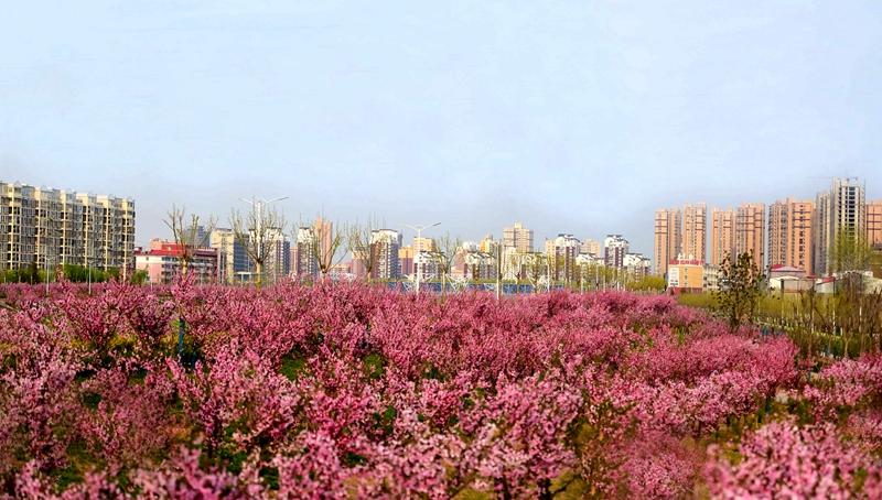 驻马店市西平县小洪河万亩海棠竞相绽放,十里长廊,十里花海,美爆了!