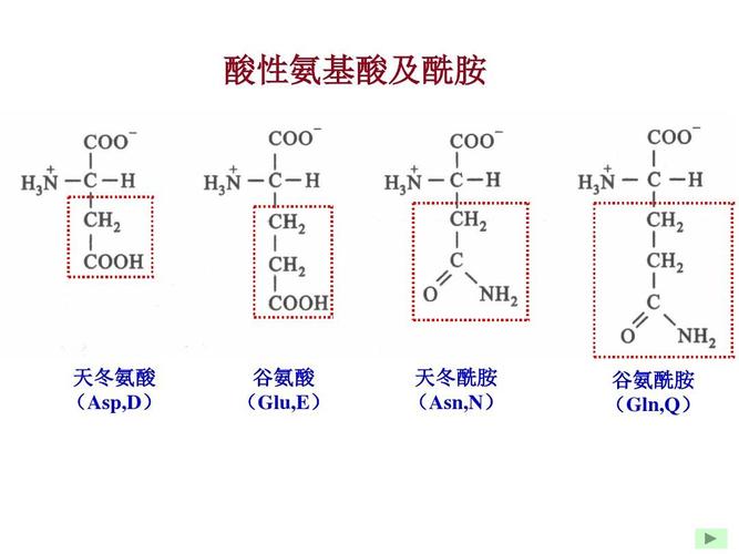 酸性氨基酸及酰胺 天冬氨酸 (asp,d) 谷氨酸 (glu,e) 天冬酰胺 (asn,n