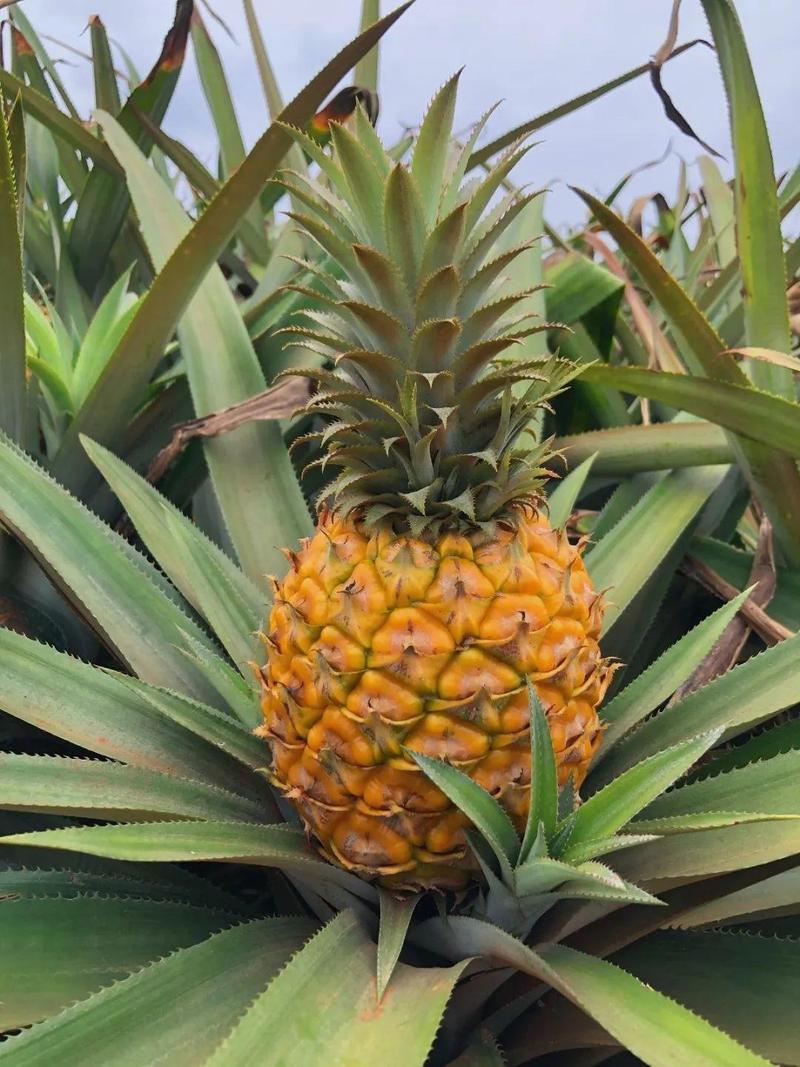 据说南方的小伙伴,院子种的菠萝也成熟了呢.