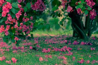 《落花》原文翻译及赏析(朱淑真)