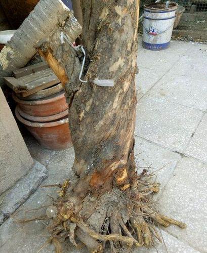 石榴木原木 根雕