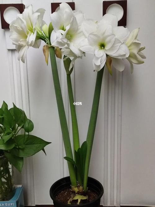 阿拉斯加_朱顶红_家居家装_家居装饰_花艺