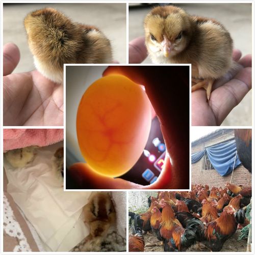 苍牧10枚正宗麻鸡受精蛋可孵化小鸡种蛋可母鸡孵化受精卵批发包邮