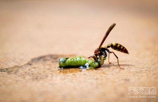 科学前沿 > 正文   2,钩腹姬蜂   人们或许对拟寄生蜂十分熟悉,它们的