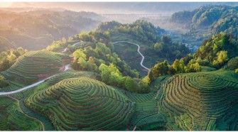 蒙顶山茶 给世界一杯好茶篇