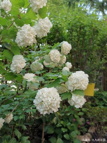 种植笔记-欧洲木绣球的修剪