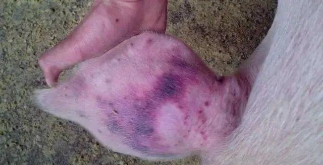 猪瘟; 从 耳根往下发紫,一般为蓝耳病; 从 耳边缘往里发紫,多为附红