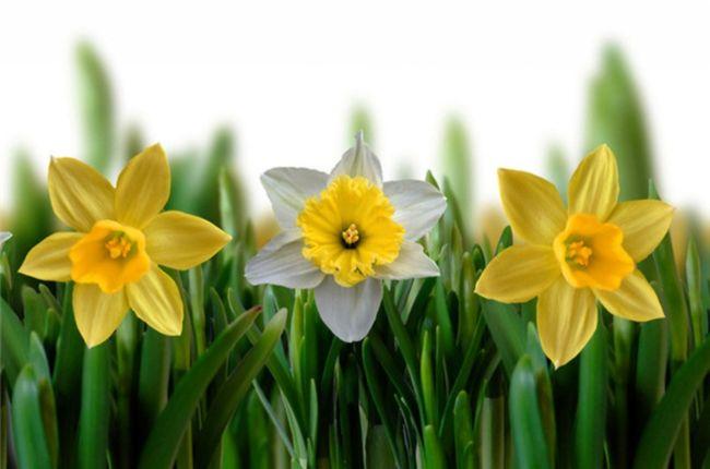 植物百科: 黄水仙