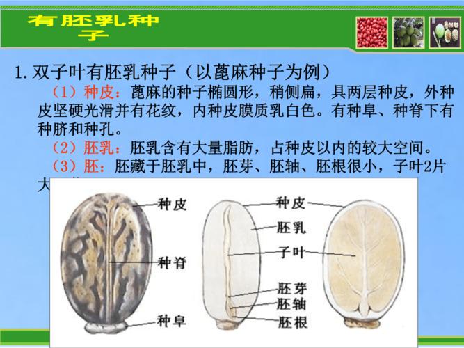 双子叶有胚乳种子.ppt