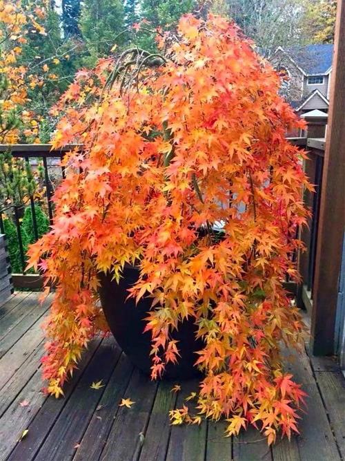 它的树冠呈扁圆或伞形,叶片呈掌状并有5-9个深裂,单叶互生,叶片先端