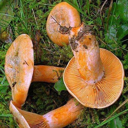 湖南销量过万枞菌新鲜野生菌黄菌蘑菇寒菌松树菌重阳菌雁鹅菌500g