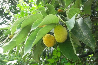 白桂木的功效与作用白桂木的药用价值