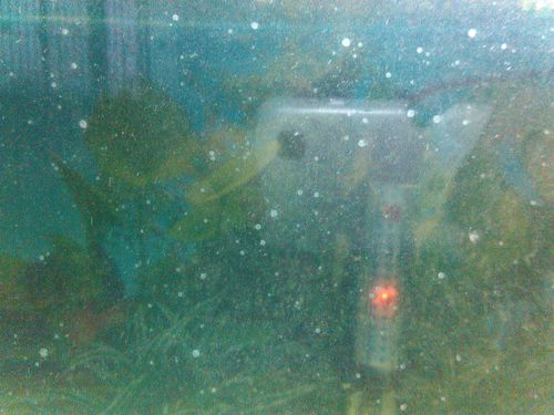 鱼缸壁上有白色斑点,不知道什么原因.