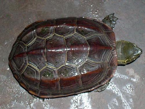 草龟苗长大后成什么样子图片