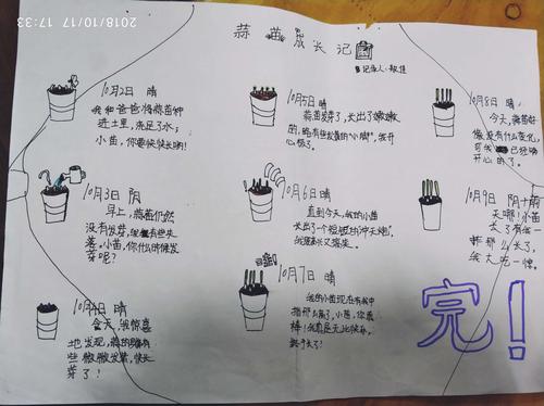 四(2)班我们的观察日记——大蒜种植记