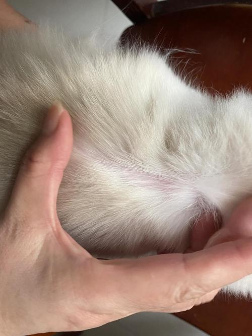 【讨论】猫咪后颈皮秃了一块
