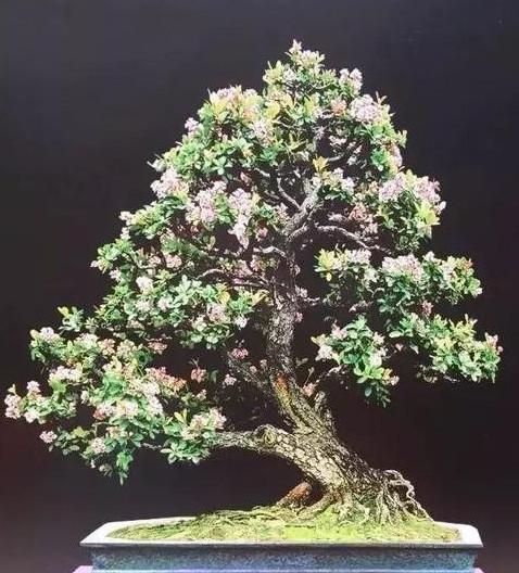 了解过石斑木盆景吗,石斑木移植成活率较难