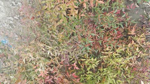 天冷了,南天竹的叶慢慢变红了