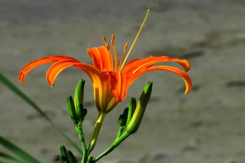 金针花