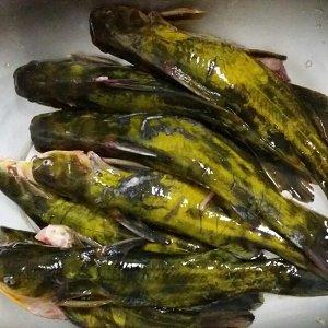 美极汪丫鱼