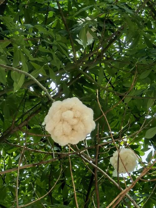 美丽异木棉又一波花海!这些"小可爱"你看到了吗?