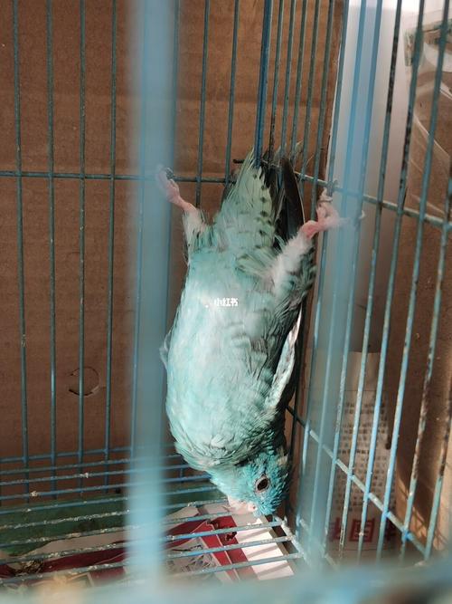 横斑鹦鹉_宠物_宠物_宠物其他