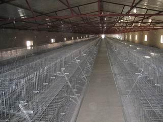 肉种鸡笼养鸡舍内部图